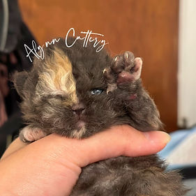 Selkirk Rex kittens for sale