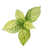foglie di menta