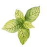 foglie di menta