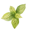 foglie di menta