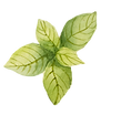 foglie di menta