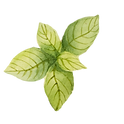 Mint Leaves