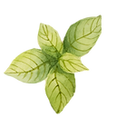 Mint Leaves