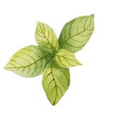 Mint Leaves