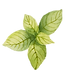 feuilles de menthe