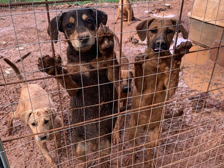 Hilfe bei der Gehegesanierung benötigt! Hunde versinken im Matsch :-(