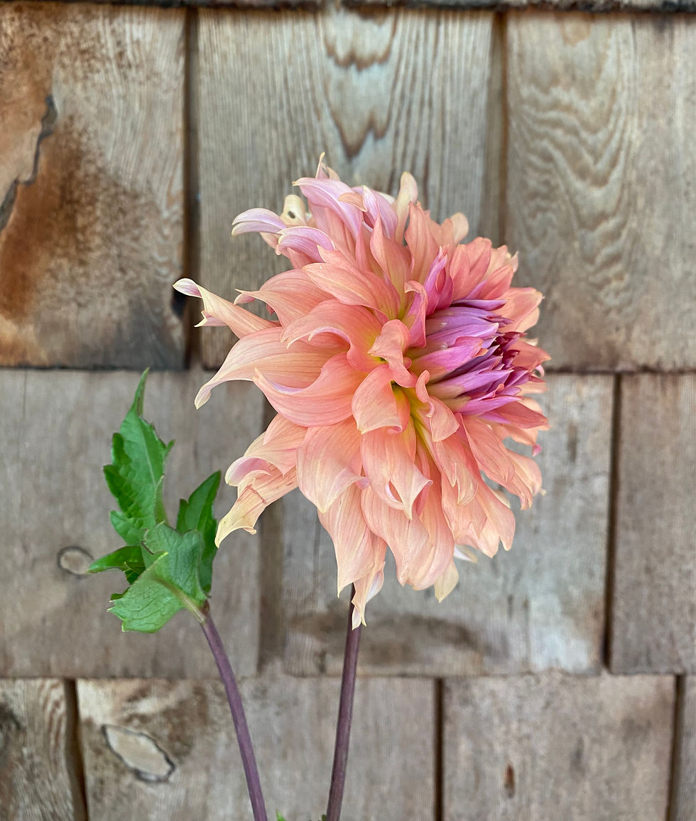 Thumbnail: Terra Cotta Dahlia Tuber