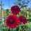 Thumbnail: Unknown Red Dahlia Tuber (small)