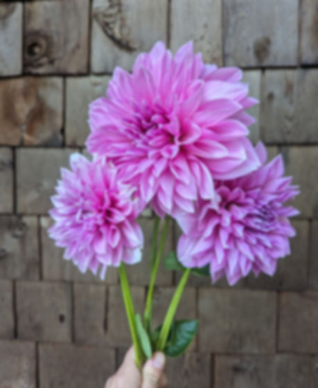 Lavender Perfection Dahlia Tuber