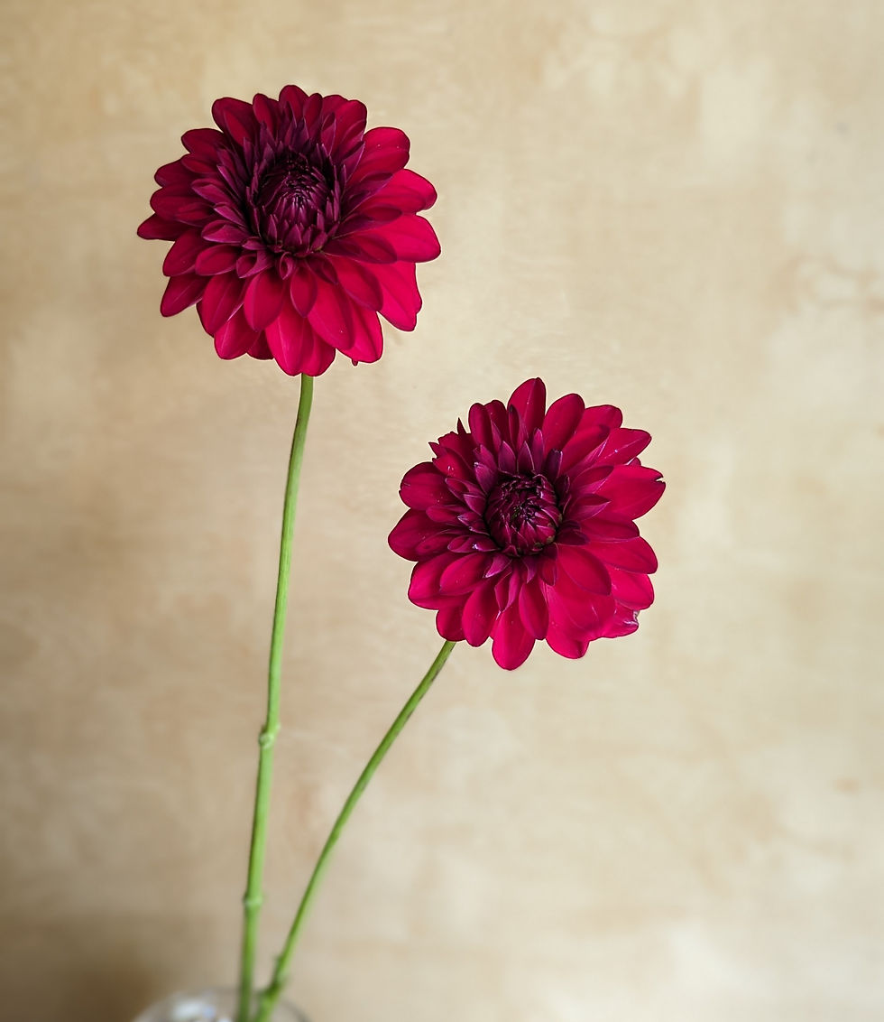 Thumbnail: Unknown Red Dahlia Tuber (small)