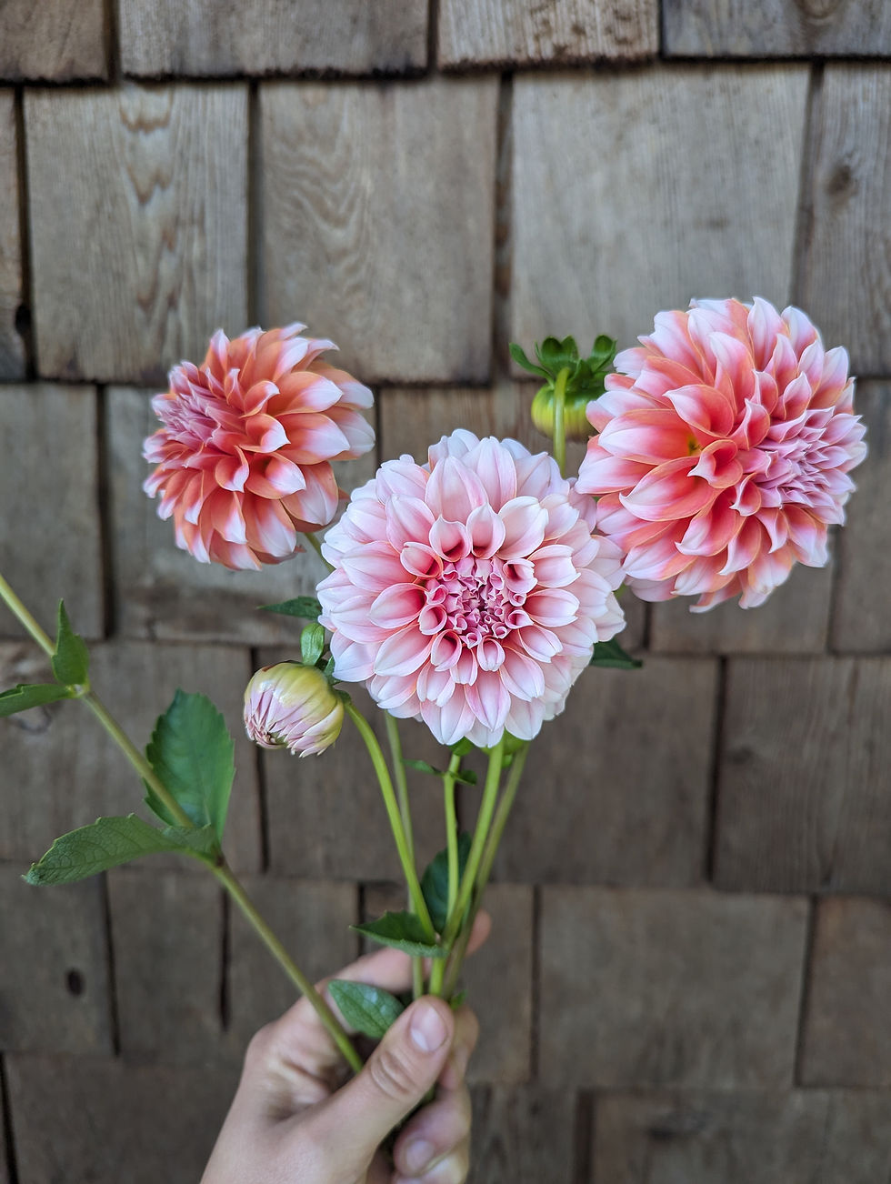 Peaches N Cream Dahlia Tuber Stonecrop Farm