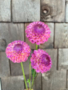Bracken Rose Dahlia Tuber