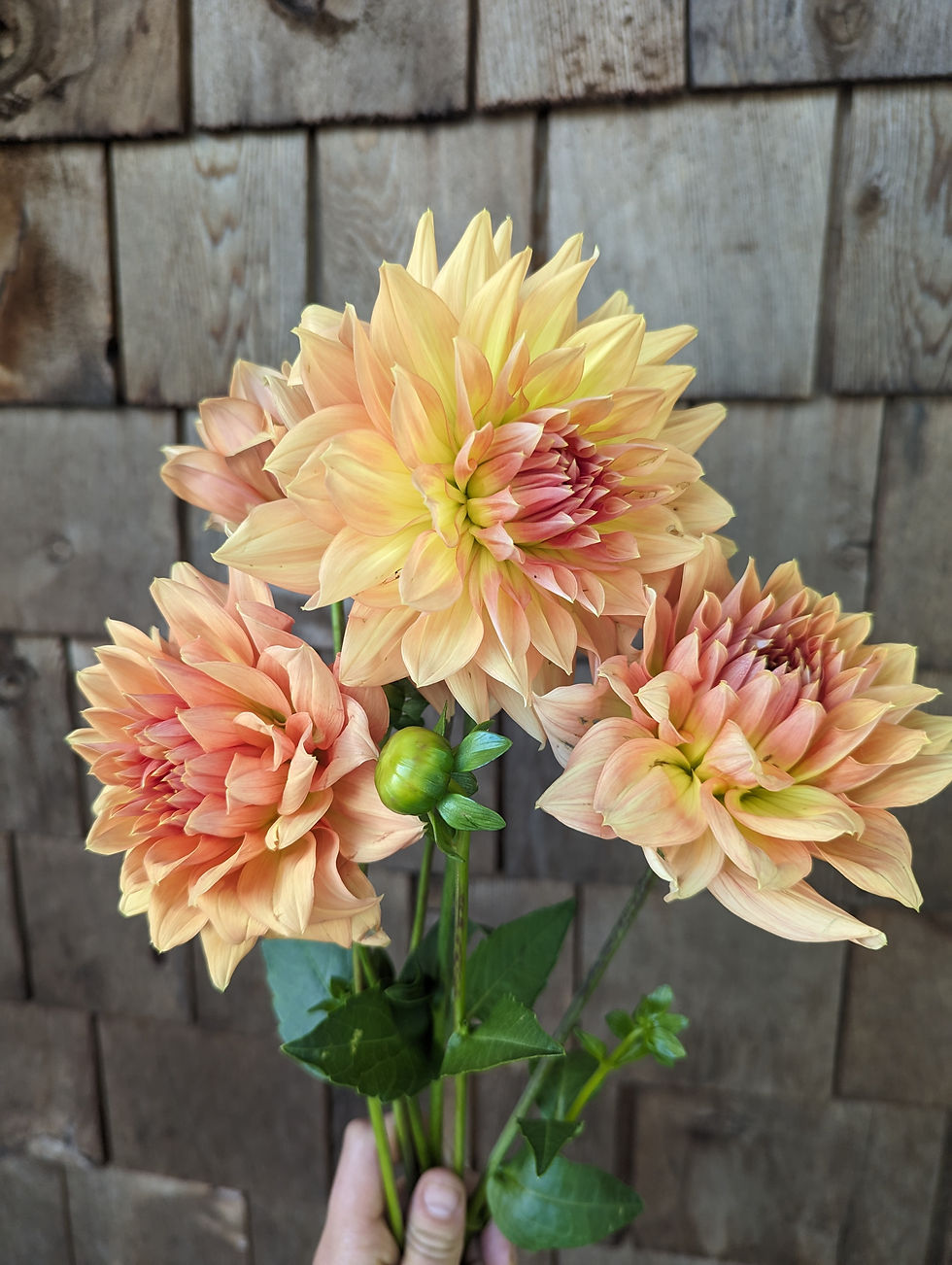 Thumbnail: Honey-Moon Dahlia Tuber