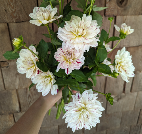 Picasso Dahlia Tuber | Stonecrop Farm