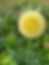 Thumbnail: Creamy Dahlia Tuber