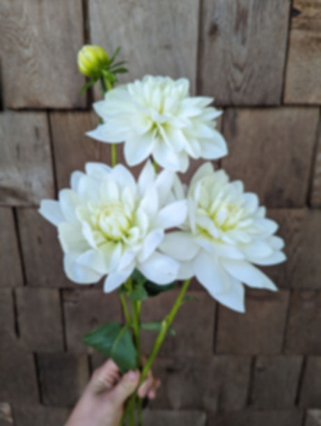 Eternal Snow Dahlia Tuber