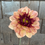 Thumbnail: Creme de Cognac Dahlia Tuber