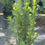 Thumbnail: Podocarpus