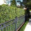 Thumbnail: Podocarpus