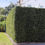 Thumbnail: Podocarpus