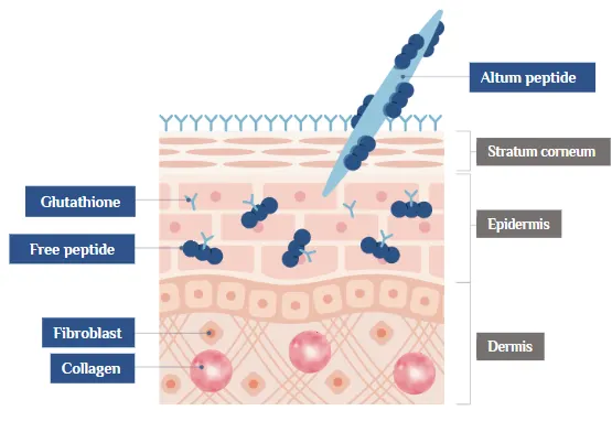 ALTUM® Science #2_How do we know if peptides are delivered into the skin?