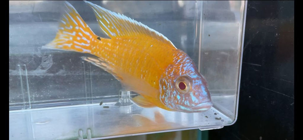 Albino Golden Turkis