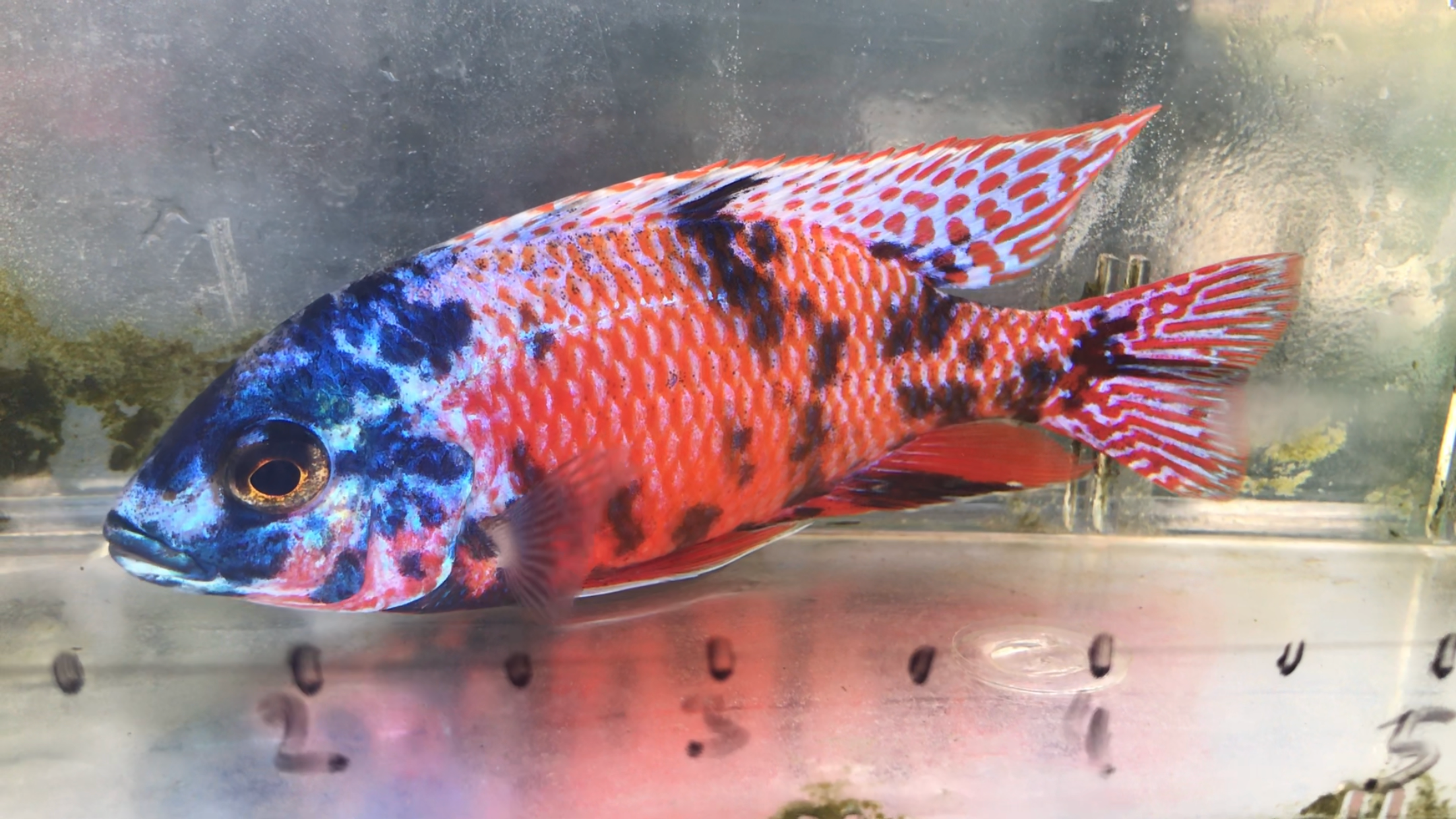 OB Super Red Empress