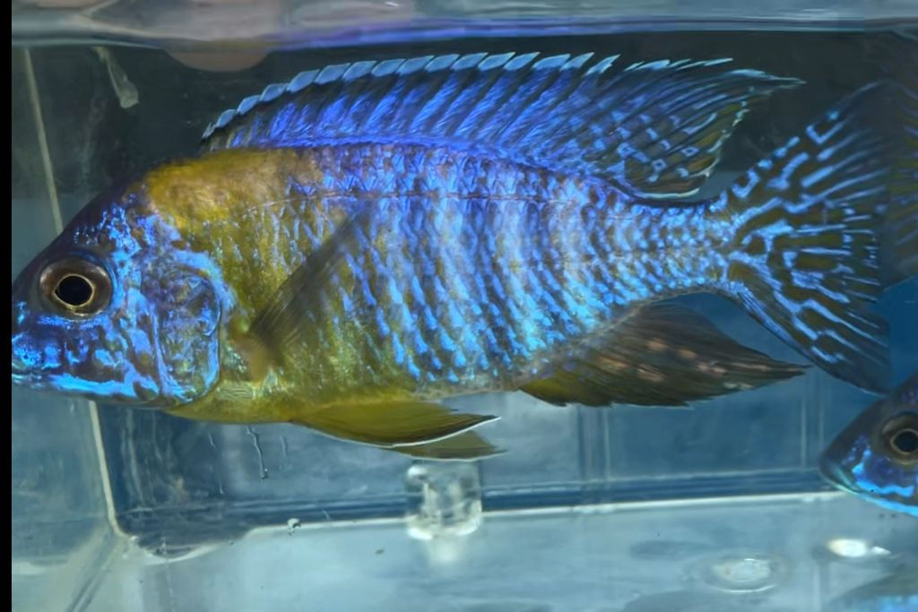 Aulonacara Maulana aka Bi-Color 5”