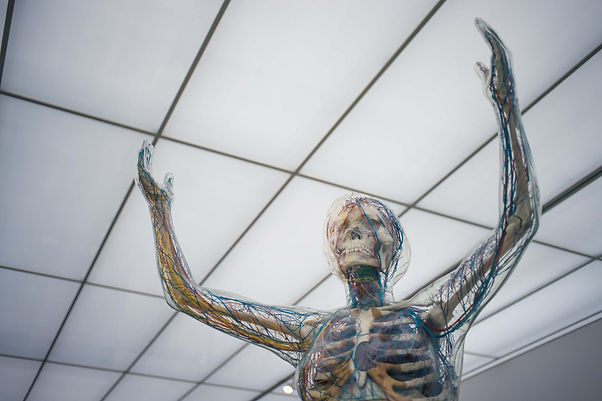 Human Body.jpg