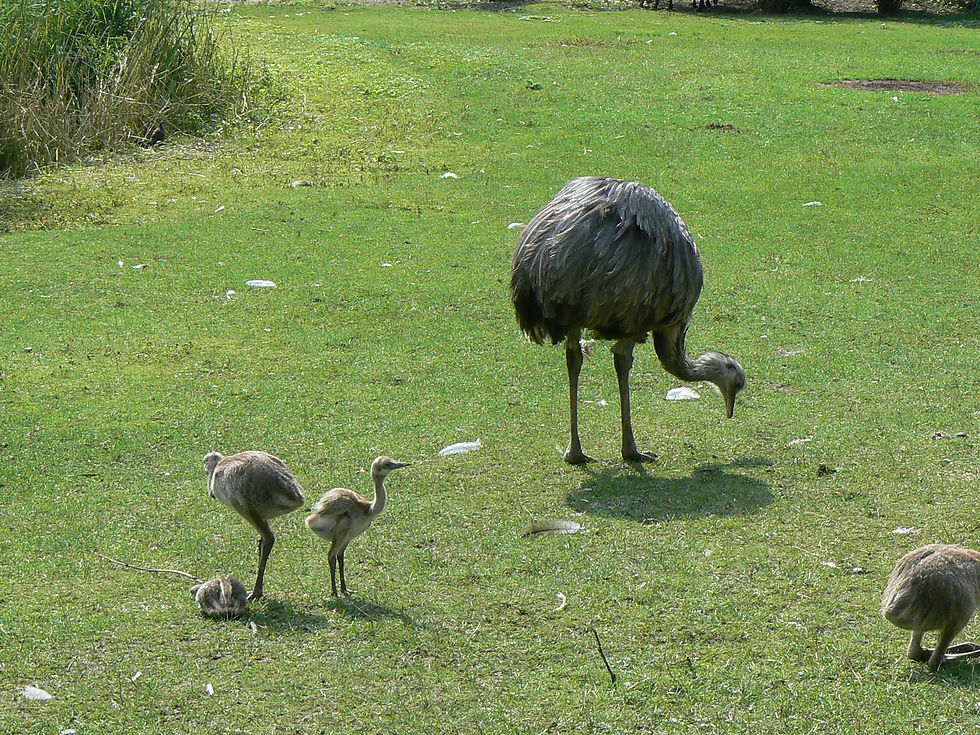 rhea bird with chicks