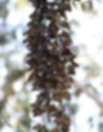 Monarch butterflies clustered on a tree branch