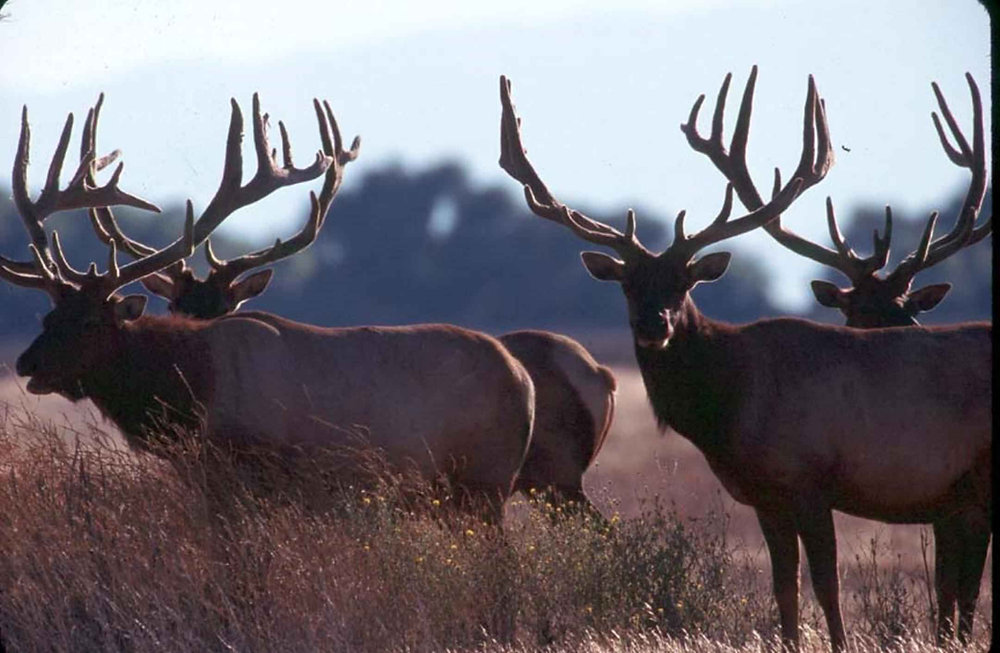 Getting to the point on horns and antlers