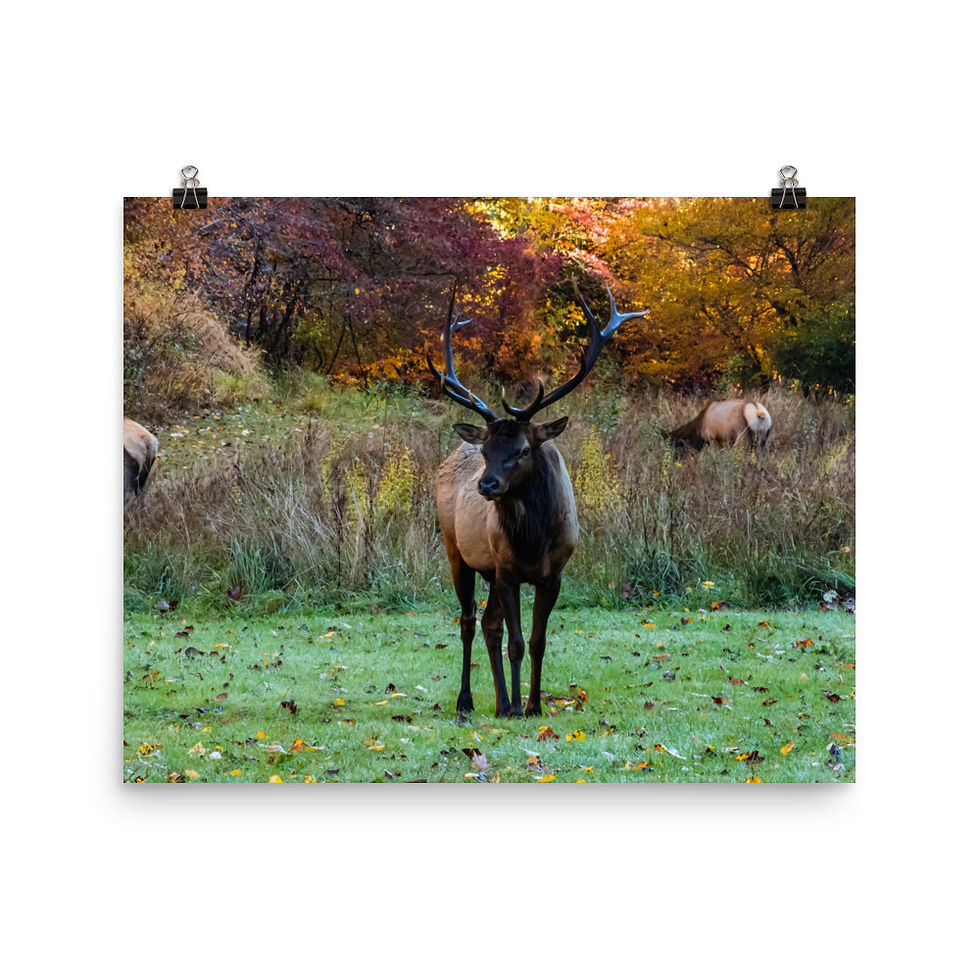 Thumbnail: Cataloochee Bull - Fine Art Print
