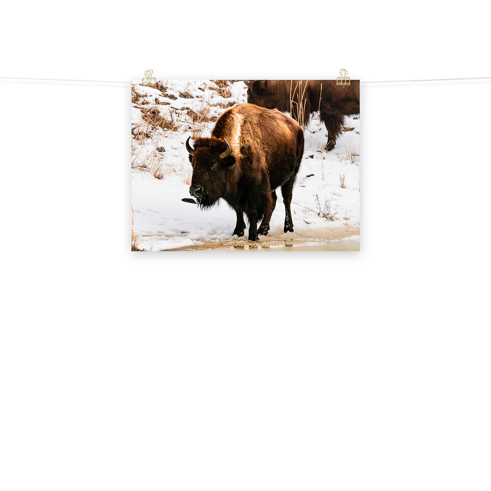 Thumbnail: Bison Drool - Fine Art Print