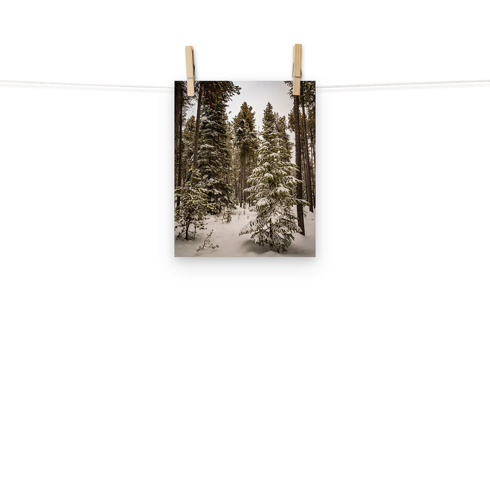 Thumbnail: Targhee Christmas Tree - Fine Art Print