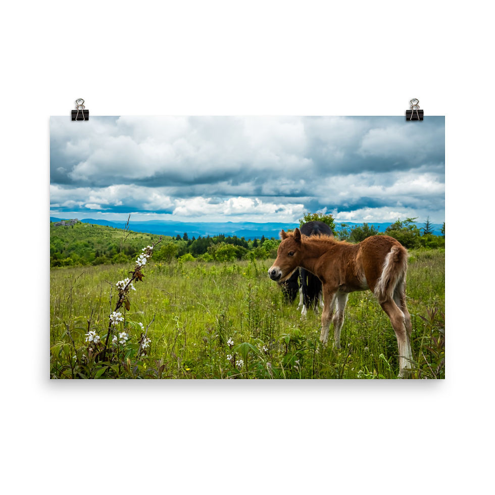 Thumbnail: Highland Ponies - Fine Art Print