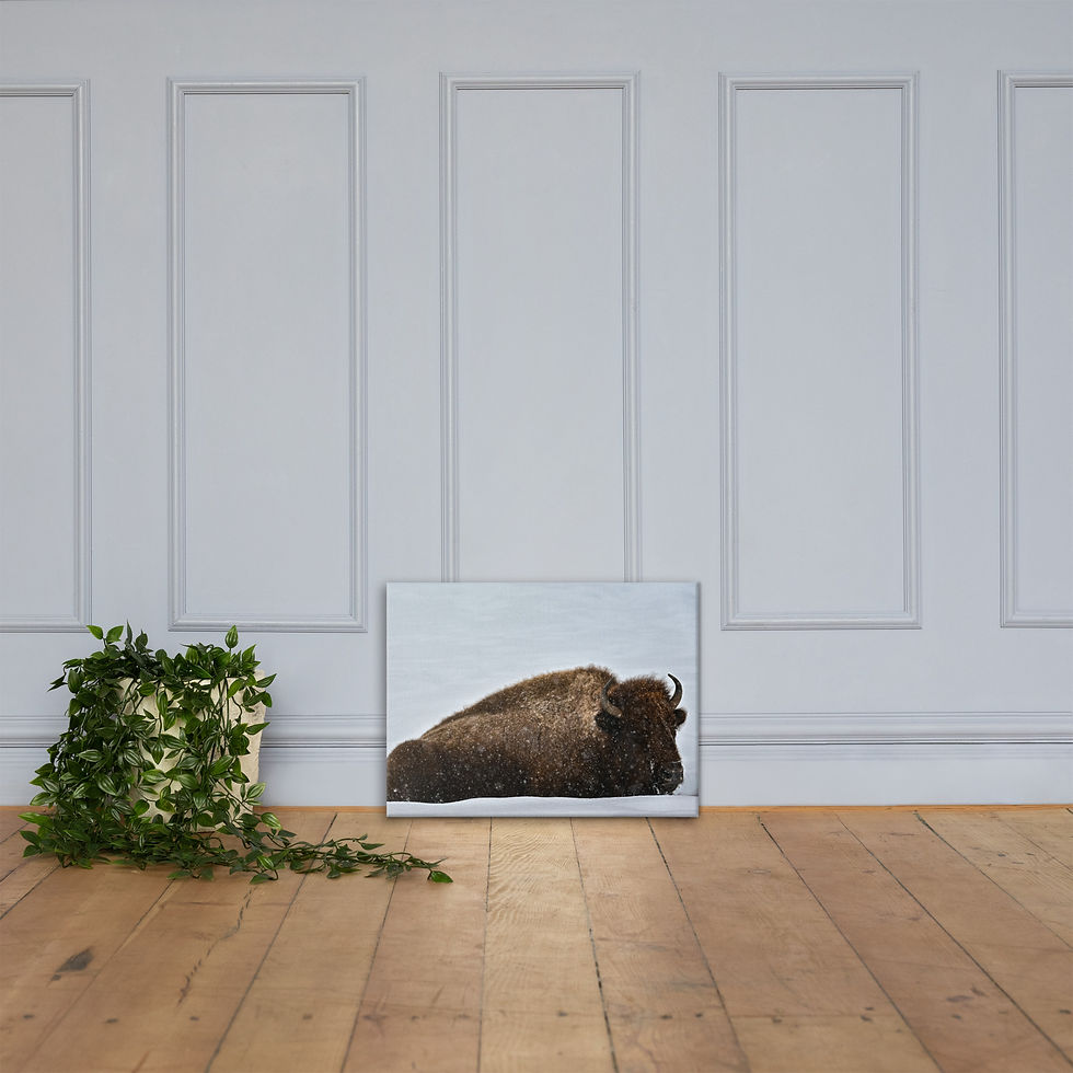 Thumbnail: Snow Bedded Bison - Gallery Wrapped Canvas