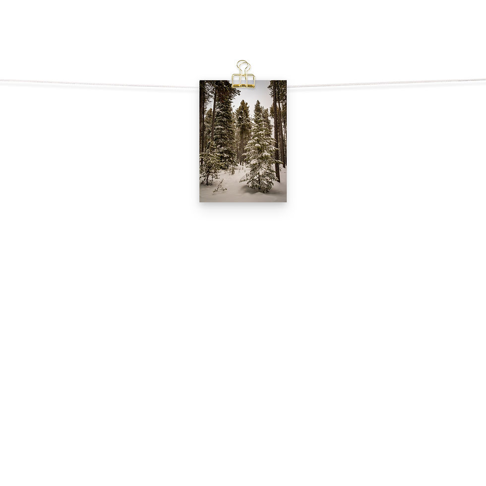 Thumbnail: Targhee Christmas Tree - Fine Art Print