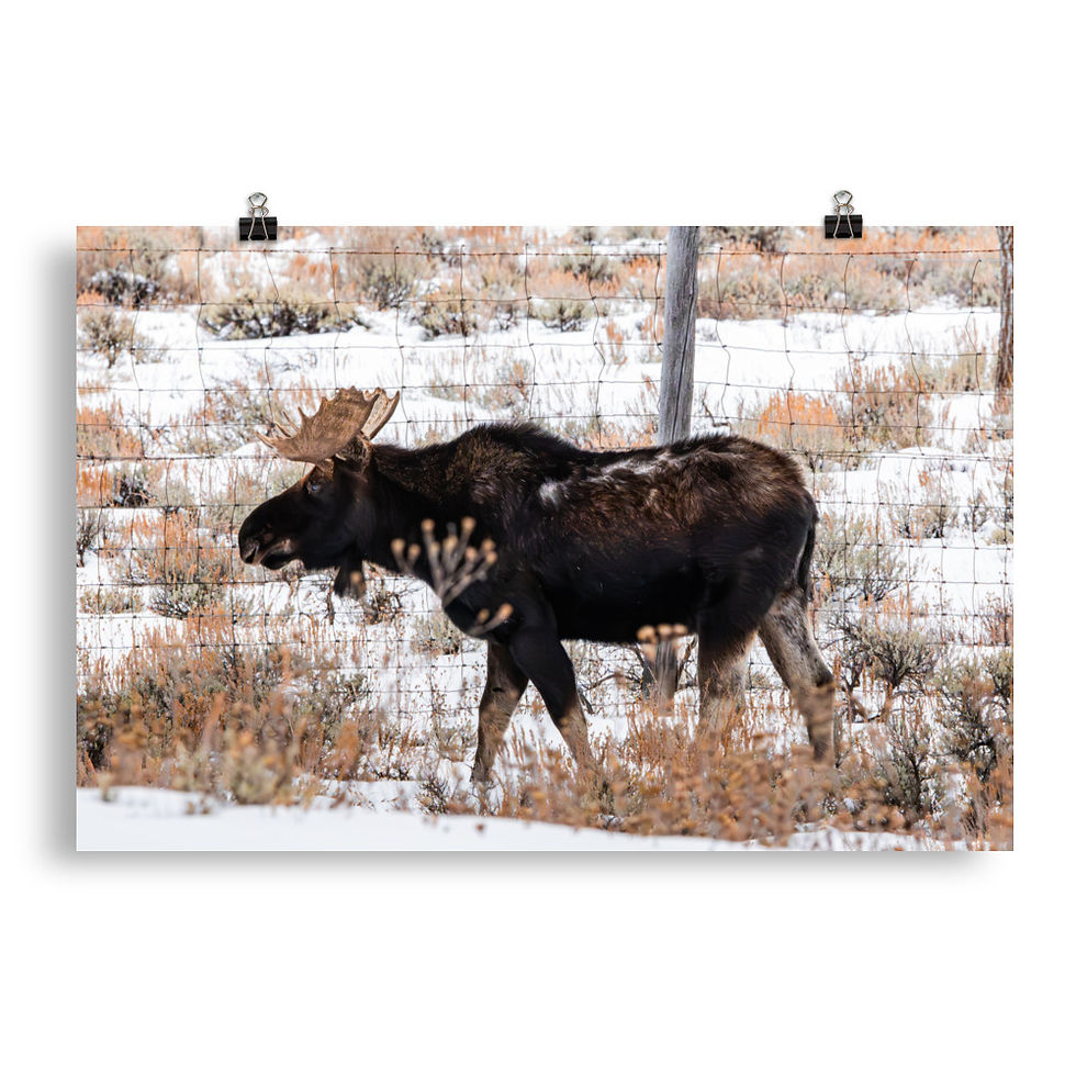 Thumbnail: Bitterbrush Moose - Fine Art Print
