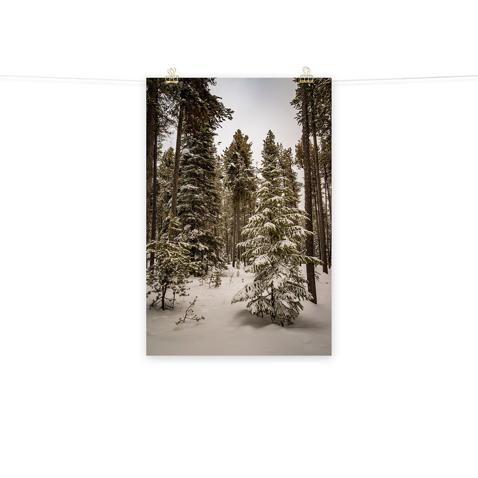 Thumbnail: Targhee Christmas Tree - Fine Art Print