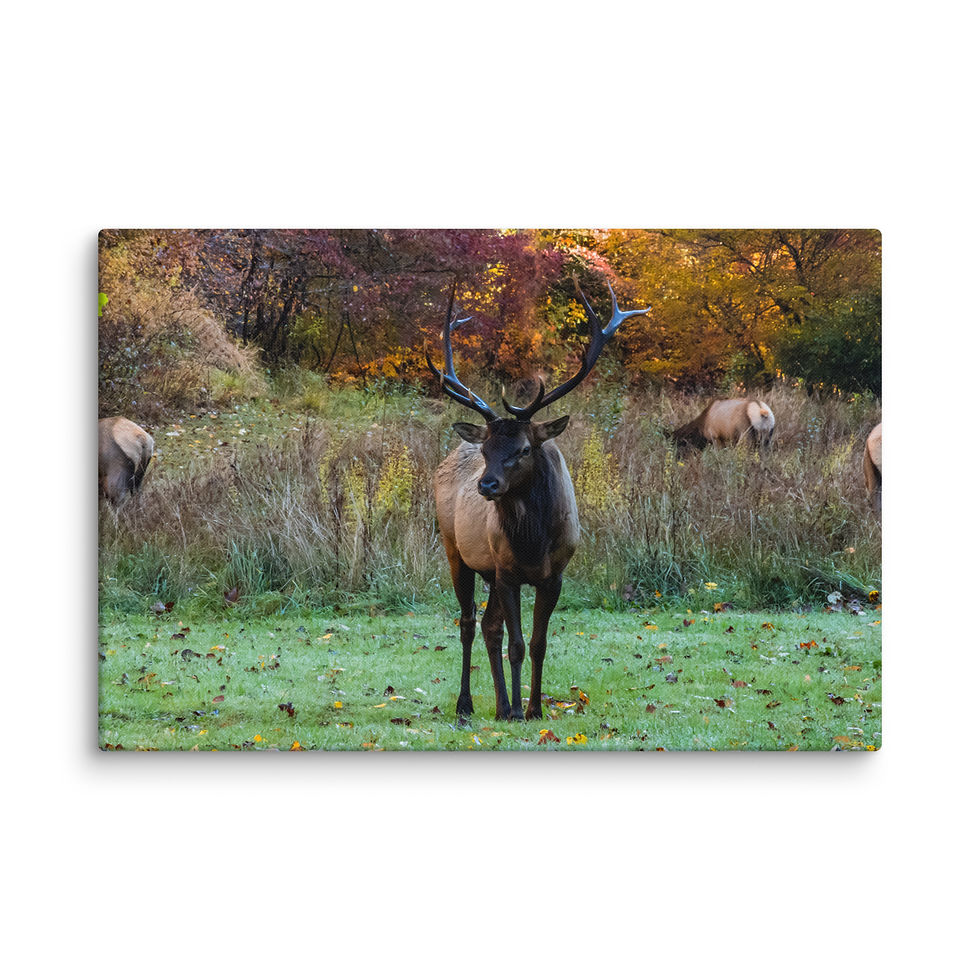 Thumbnail: Cataloochee Bull - Gallery Wrapped Canvas