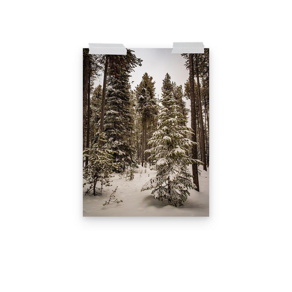 Thumbnail: Targhee Christmas Tree - Fine Art Print