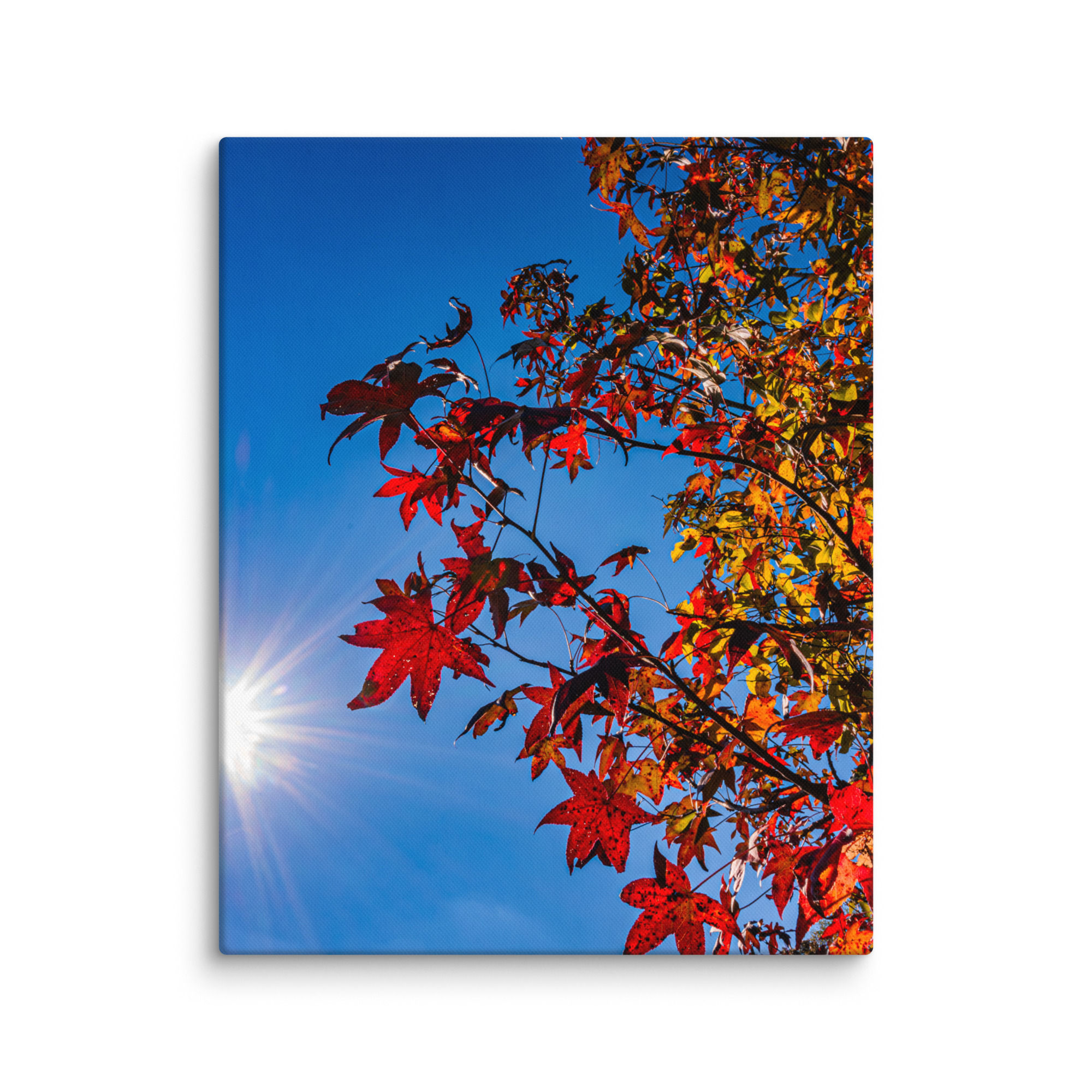 Sundaze of Fall - Gallery Wrapped Canvas