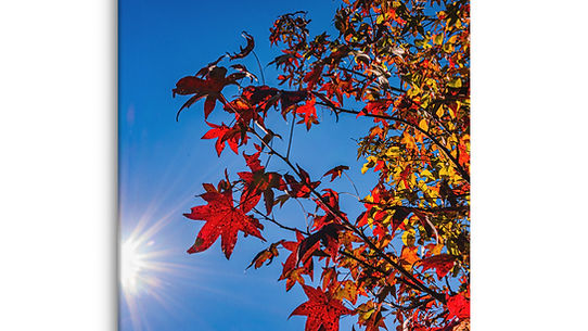 Sundaze of Fall - Gallery Wrapped Canvas