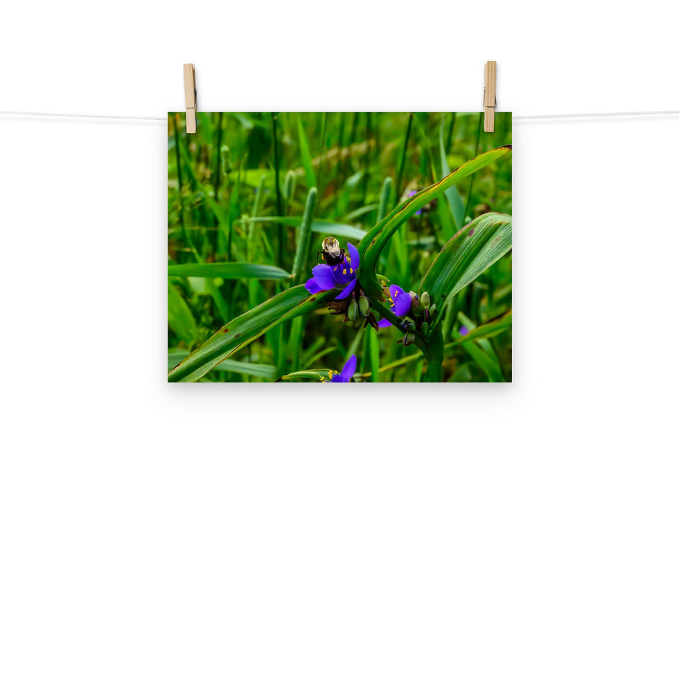 Thumbnail: Little Wings - Fine Art Print