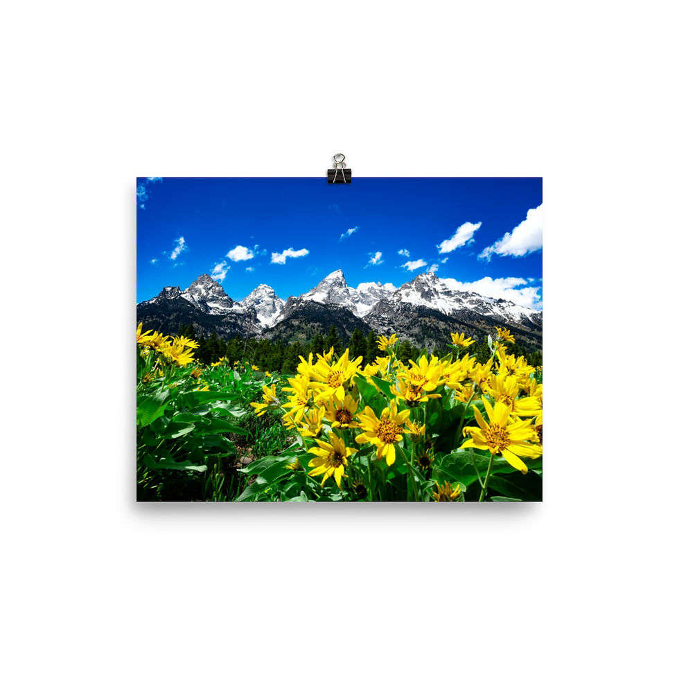 Thumbnail: Teton Wild Blooms - Fine Art Print
