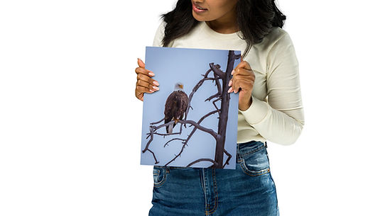 Fearless Eagle - Metal prints