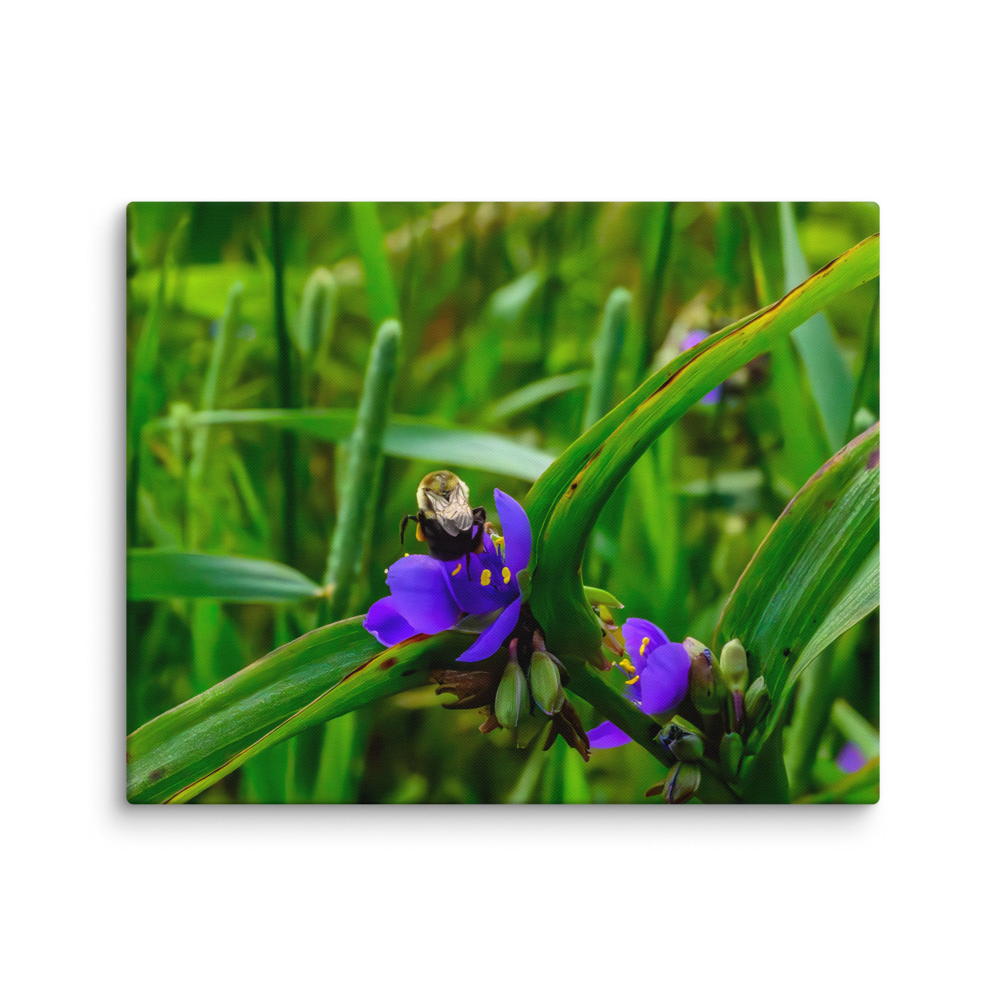 Little Wings - Gallery Wrapped Canvas