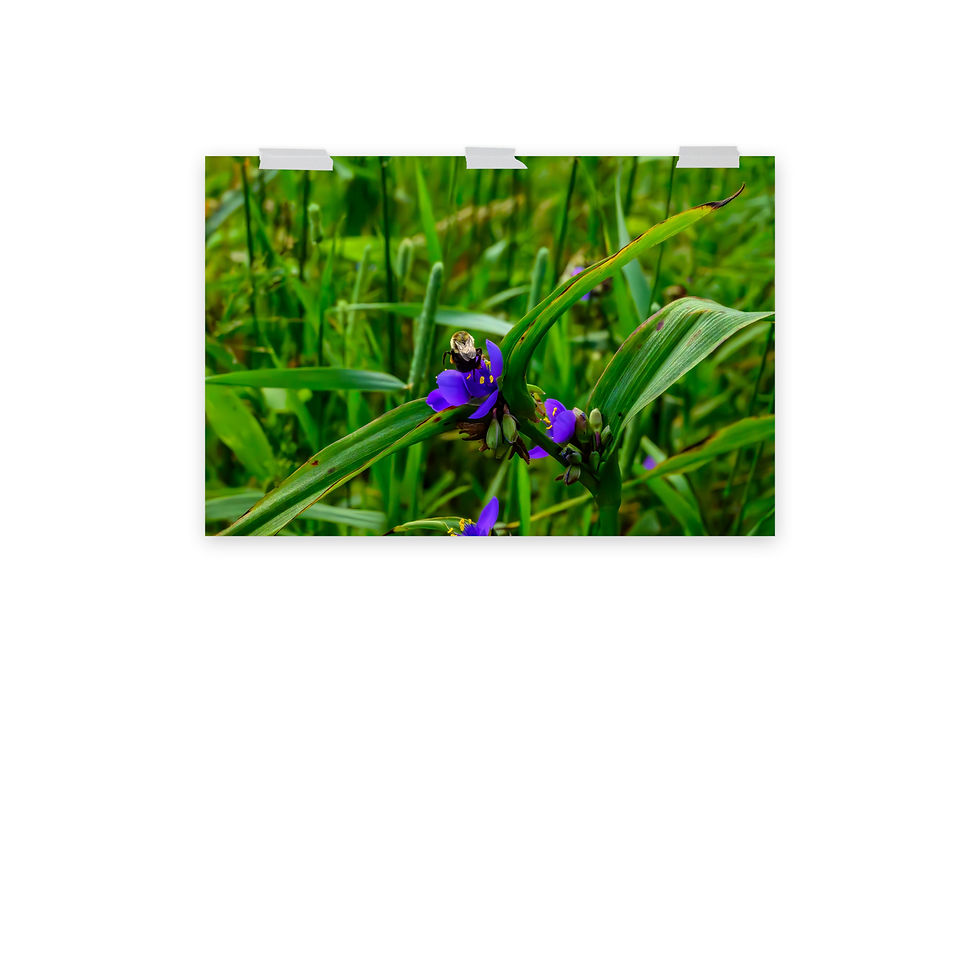 Thumbnail: Little Wings - Fine Art Print