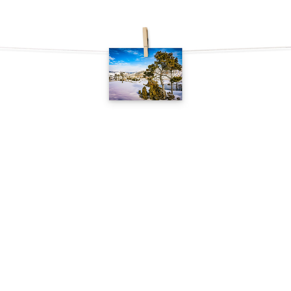 Thumbnail: Whitebark Pine - Fine Art Print